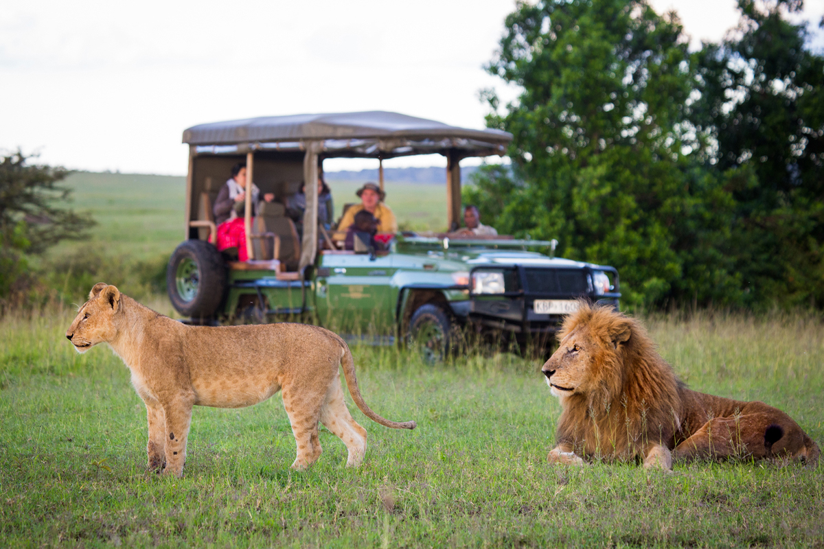 Tourists on Safari