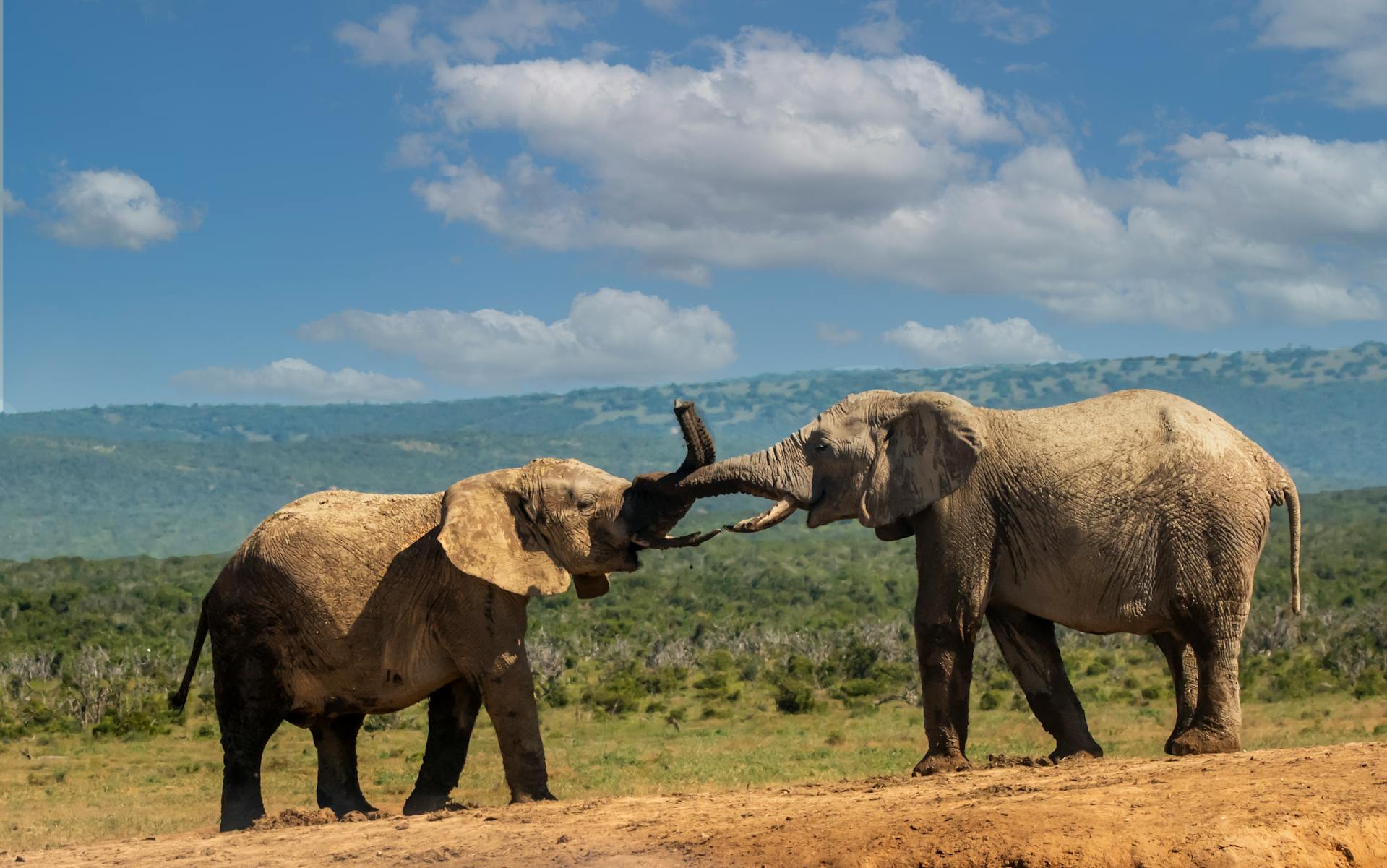 This 4-day safari offers a compact yet diverse journey through southern Kenya’s most scenic and